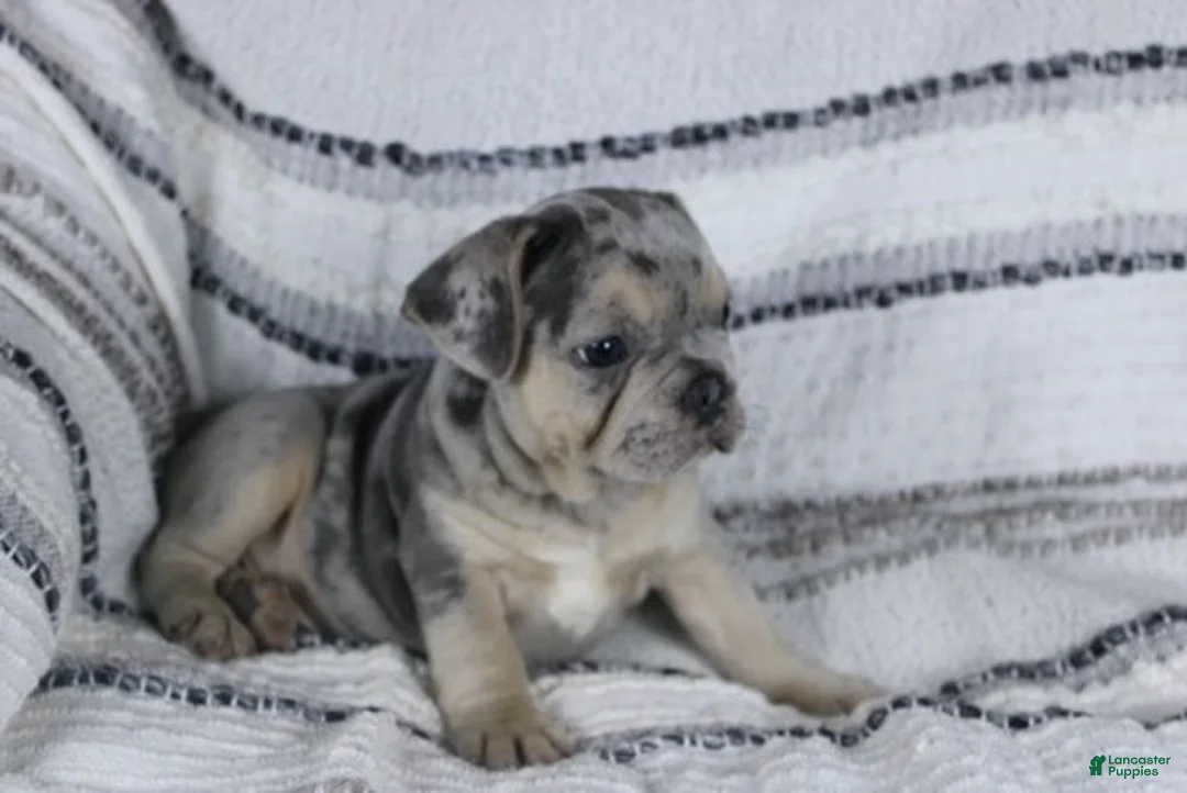 French Bulldog dogs for sale: David - Ad 4