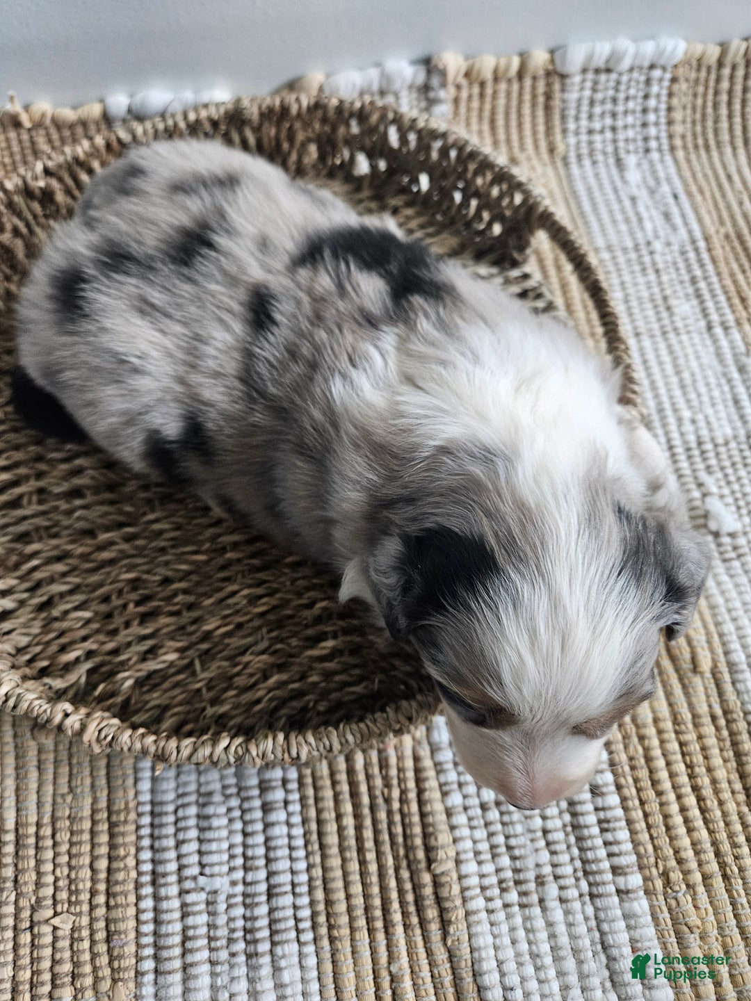 Australian Shepherd dogs for sale: Candy, blue eyes - Ad 5