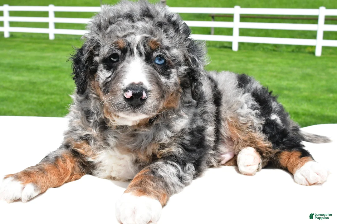Mixed Breed dogs for sale: Landon - Ad 2
