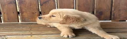 Golden Retriever dogs for sale: Alexander - Ad 2