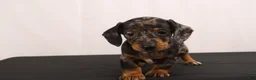 Dachshund dogs for sale: Fido - Ad 10