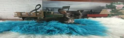 Chihuahua dogs for sale: Debras blk tan boy. Hand Delivery  - Ad 4