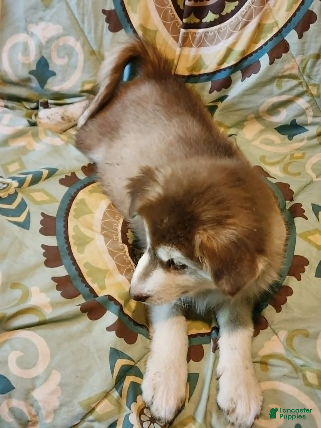 Alaskan Malamute dogs for sale: Alaskan Malamute Puppy 5 - Ad 2