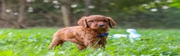 Goldendoodle dogs for sale: Leo - Ad 4