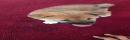 Shiba Inu dogs for sale: Fawn Male - Ad 7