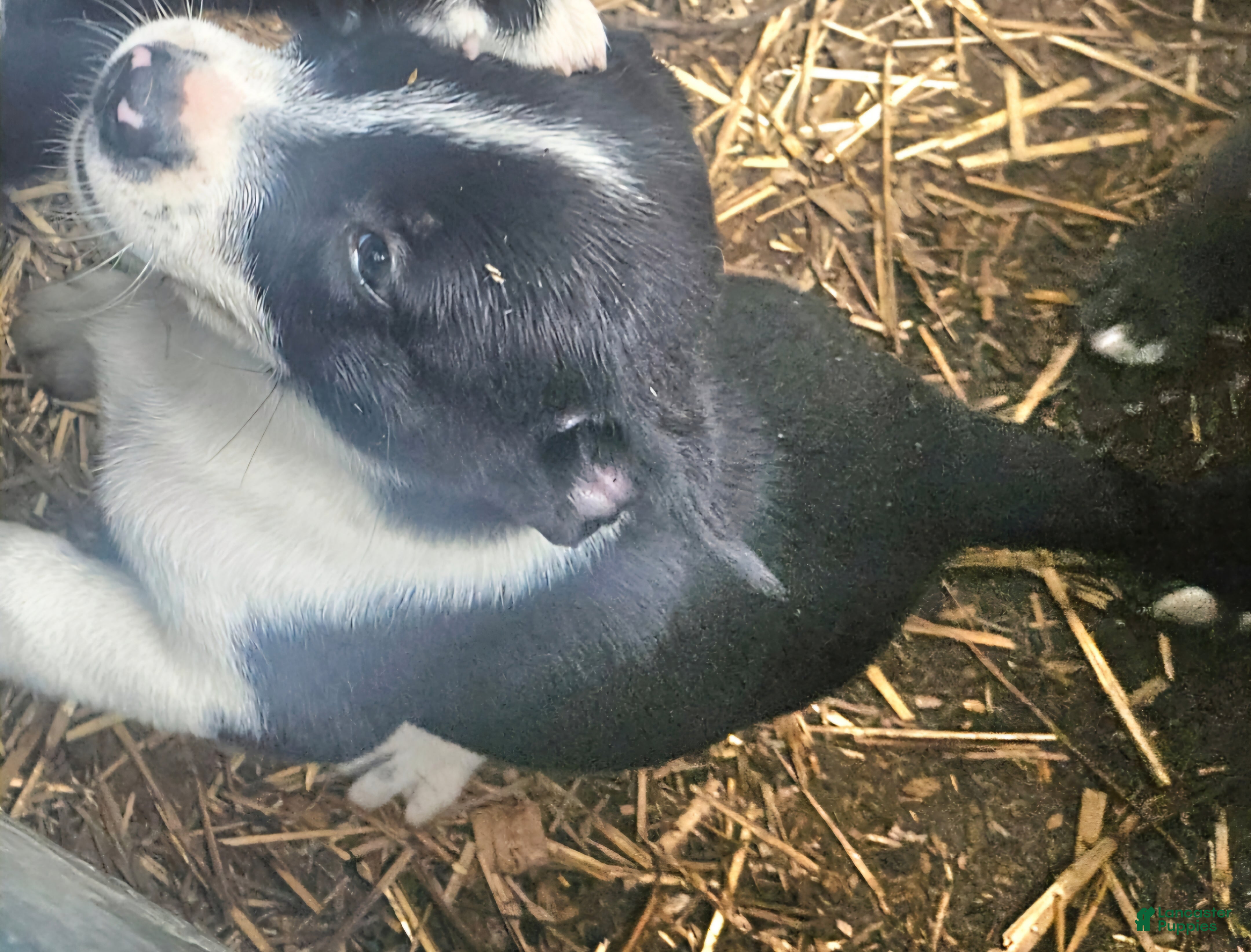 Border Collie dogs Bo (Blueish Eyes) - Ad 2