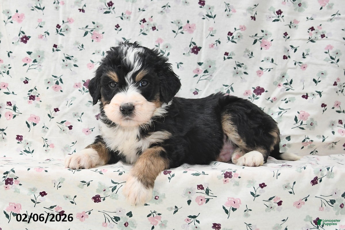 Bernedoodle dogs Gunner - Ad 25