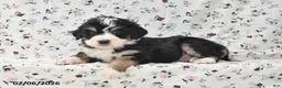 Bernedoodle dogs for sale: Gunner - Ad 1