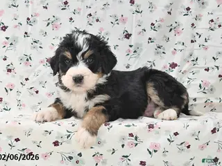 Bernedoodle dogs Gunner - Ad 33