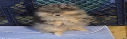 Pomeranian dogs for sale: Akc Jax  - Ad 5