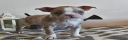 Boston Terrier dogs for sale: Crissa - Ad 4