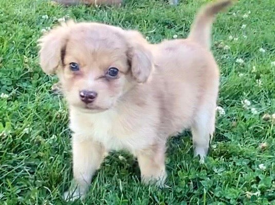Mini Aussiedoodle dogs Nellie - Ad 2