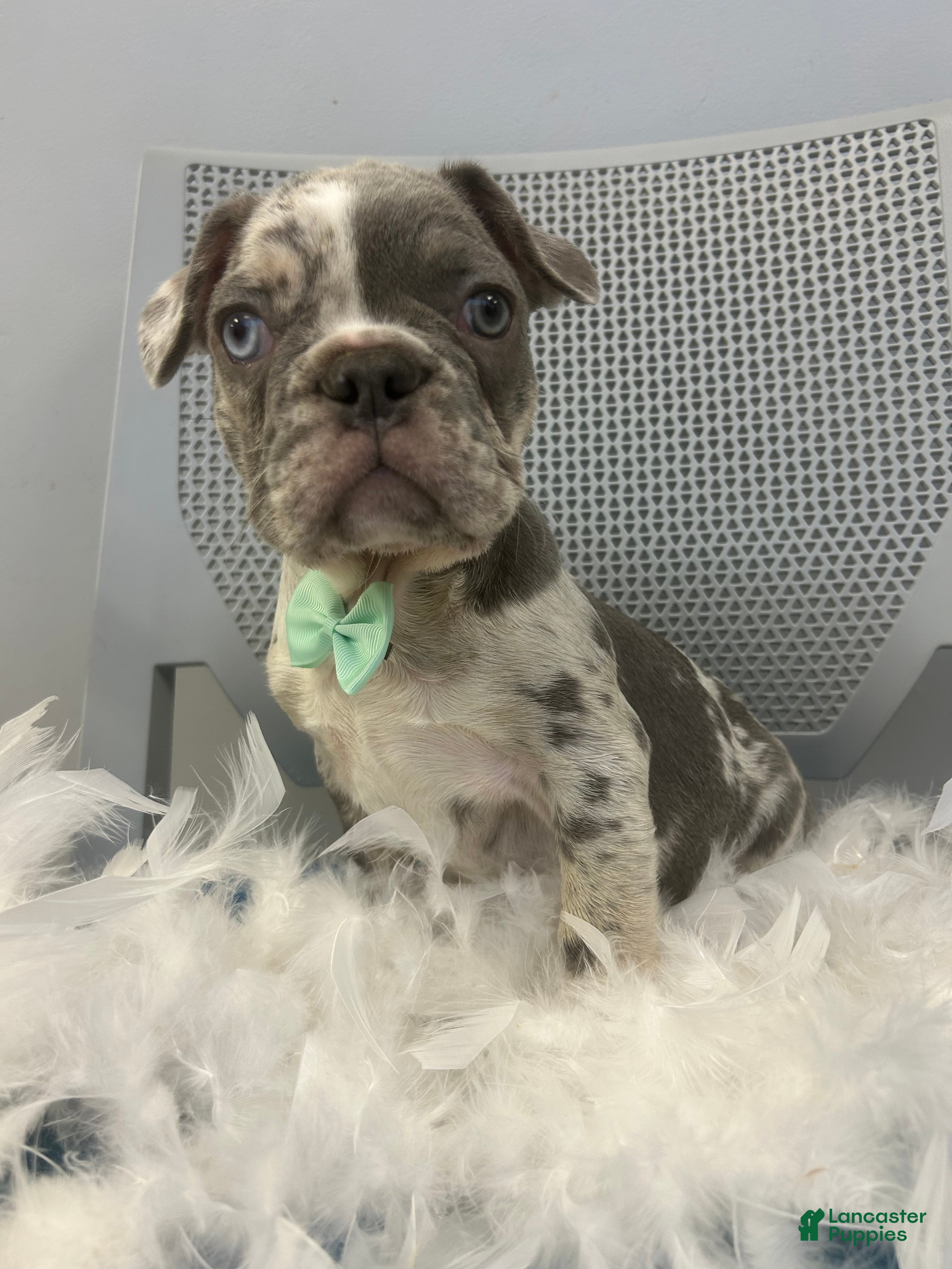 French Bulldog dogs French Bulldog Puppy 1 - Ad 40