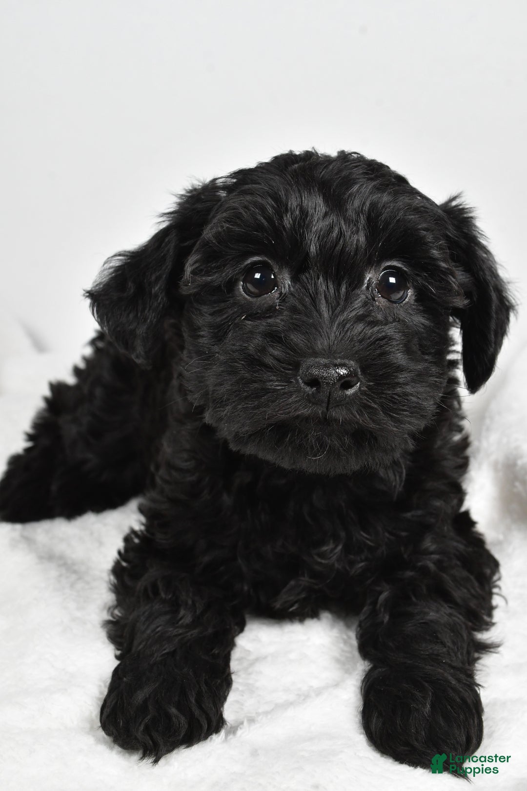 Mixed Breed dogs for sale: Clover - Ad 2