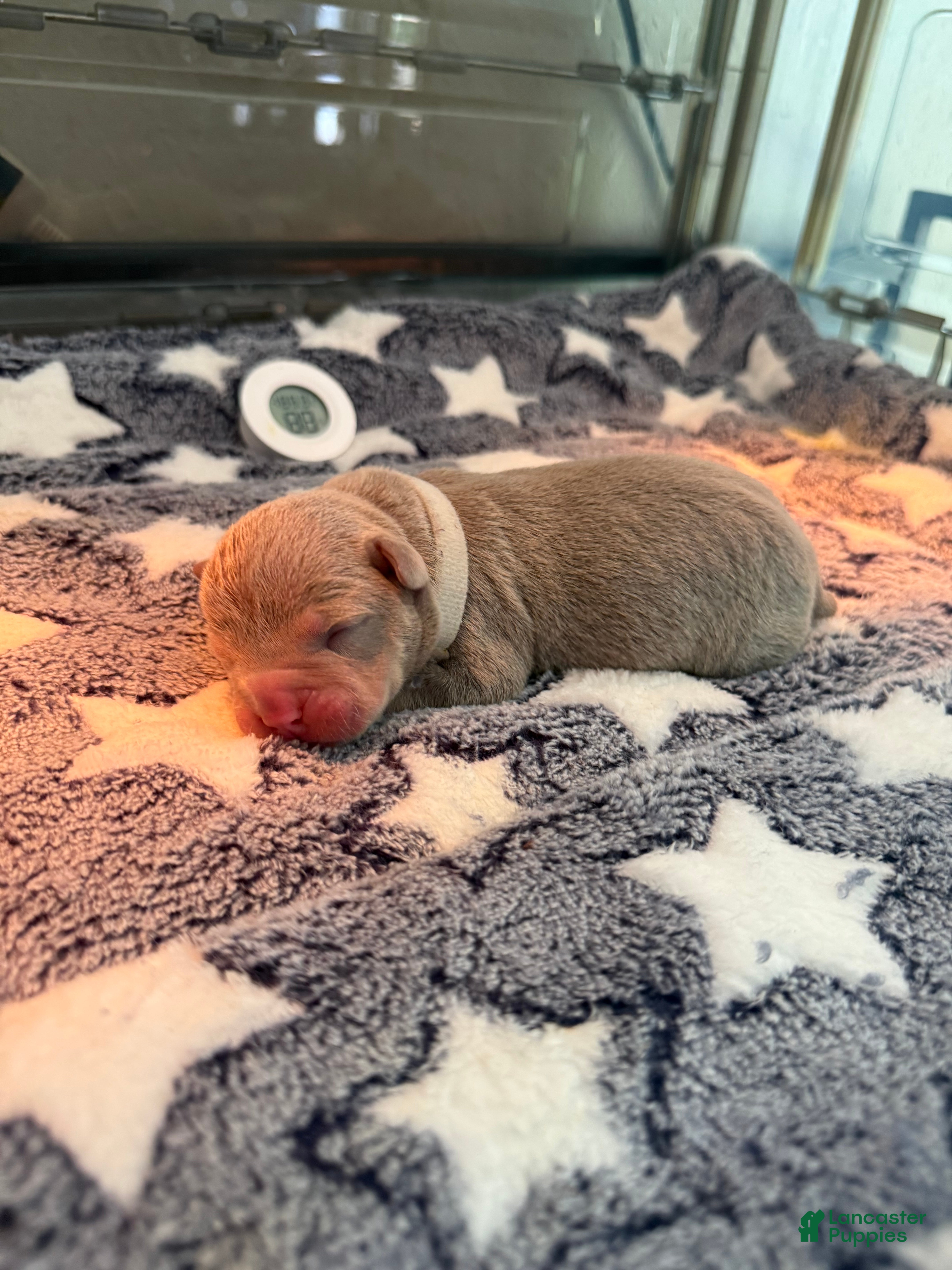 American Bully dogs American Bully 9 - Ad 4