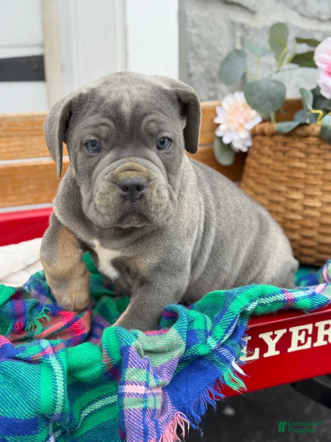 Cane Corso dogs for sale: Arlo - Ad 13