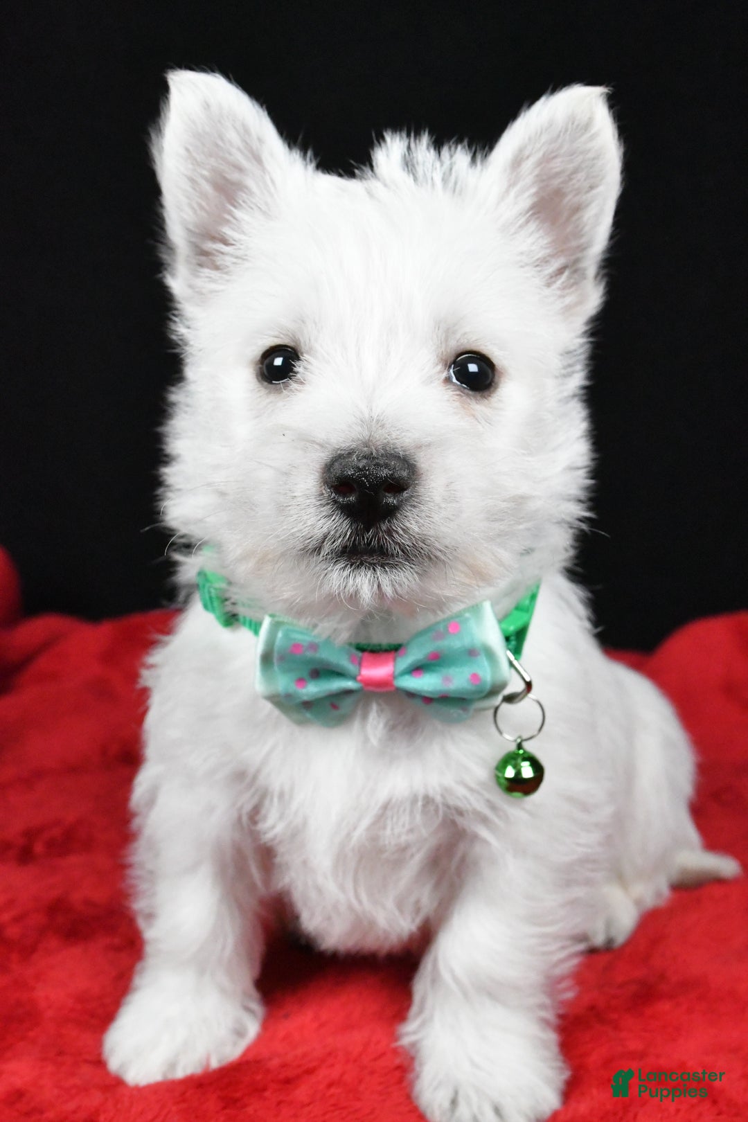 West Highland Terrier dogs for sale: Eclare - Ad 9