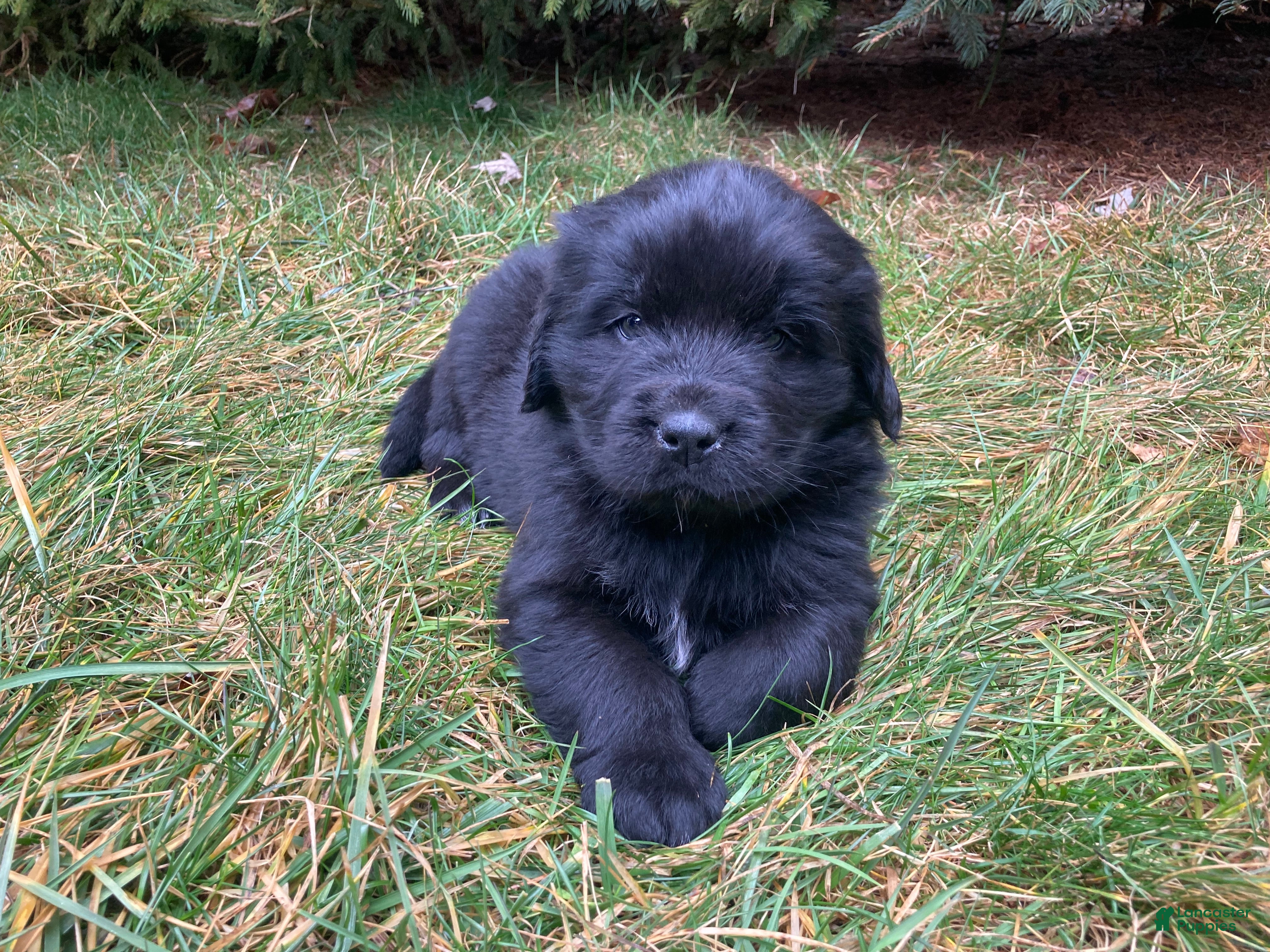Newfoundland dogs Vivi - Ad 2
