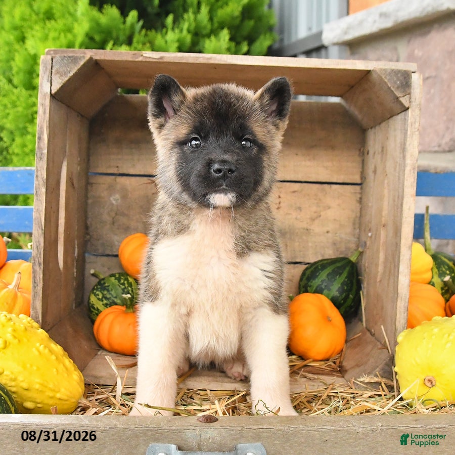 Akita dogs Nadia - Ad 2