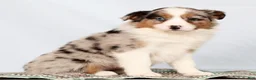 Australian Shepherd dogs for sale: Jessica - Ad 1