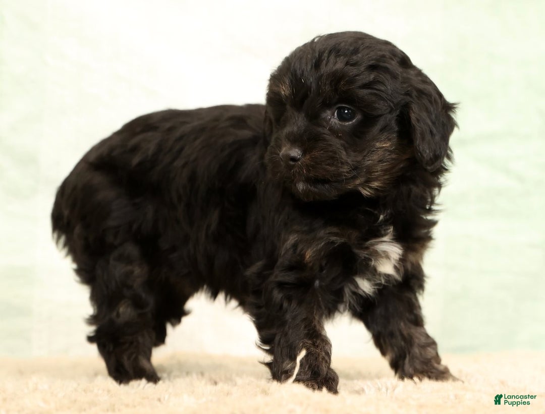 Mini Aussiedoodle dogs for sale: Sally - Ad 6