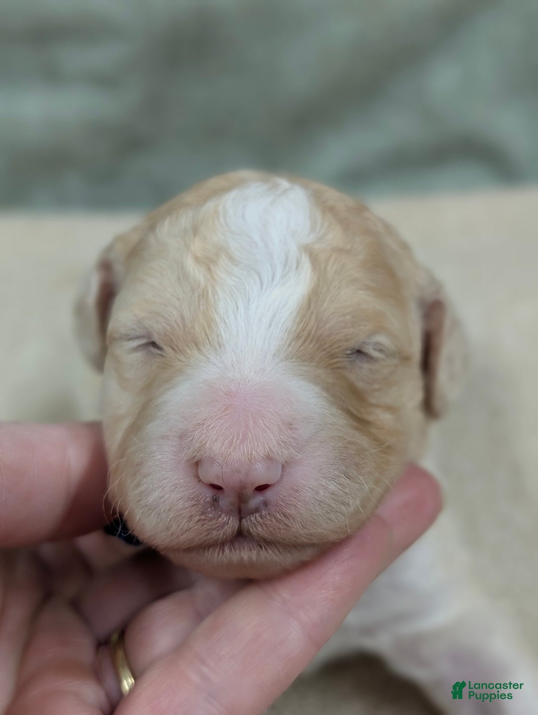 Sheepadoodle dogs for sale: Blue - Ad 1