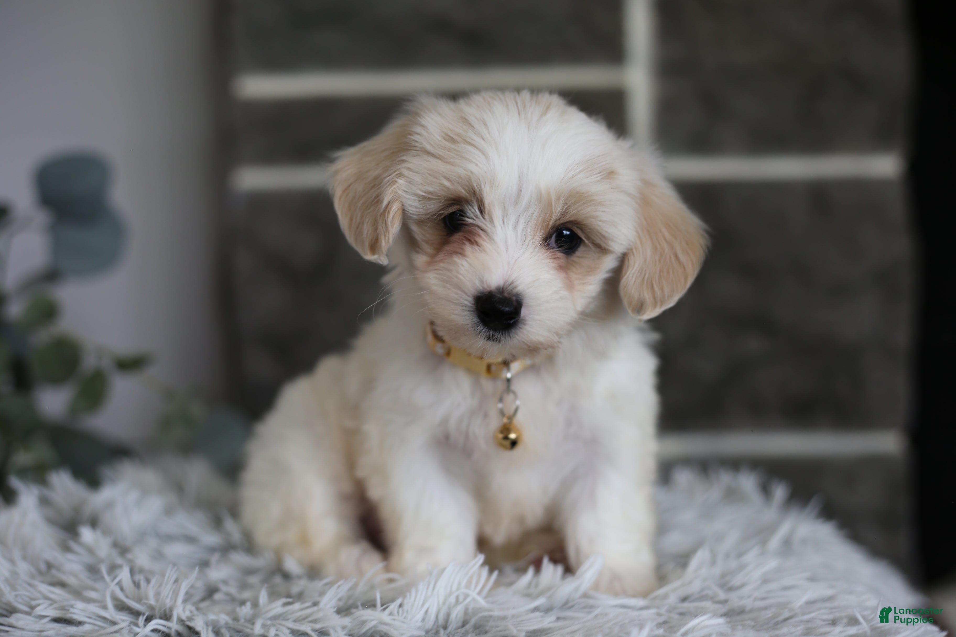 Maltipoo dogs Cosmo - Ad 1