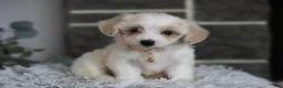 Maltipoo dogs for sale: Cosmo - Ad 1