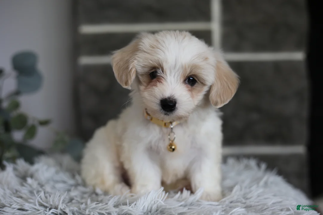 Maltipoo dogs for sale: Cosmo - Ad 1