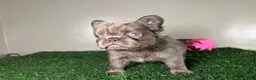 French Bulldog dogs for sale: Molly - Ad 4