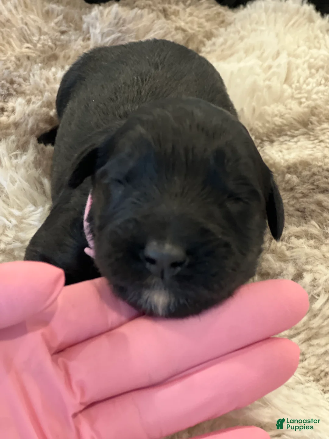 Giant Schnauzer dogs for sale: Adelaide “Addie” - Ad 3