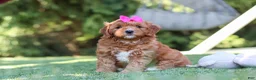 Cavapoo dogs for sale: Sylvie - Ad 3