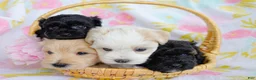 Schnoodle dogs for sale: Fathom - Ad 3