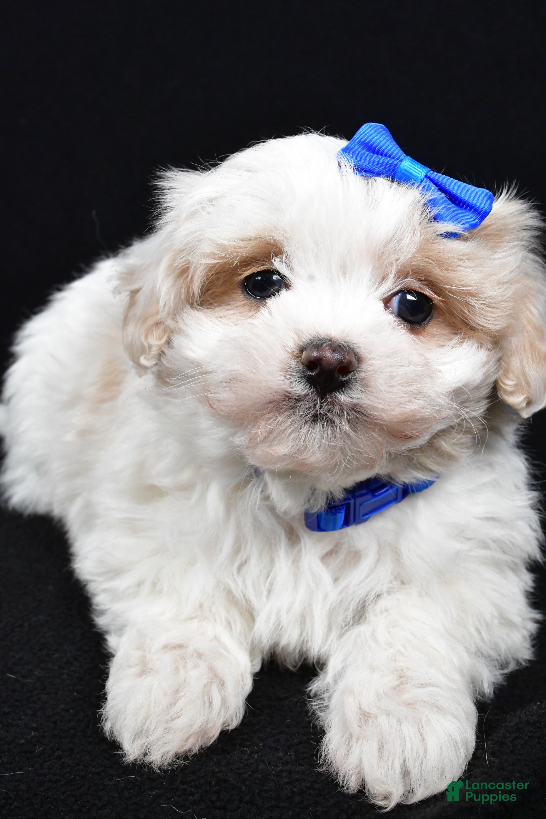 maripooh　1001 Maltipoo Puppies for sale in Dayton, Ohio | Lancaster Puppies