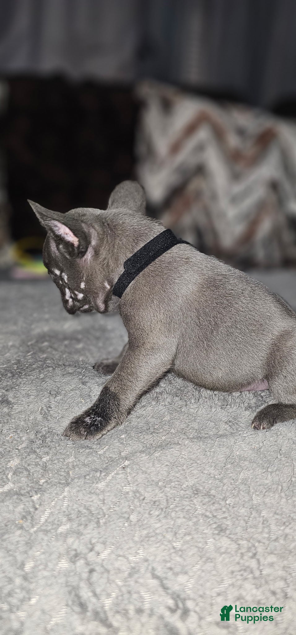 French Bulldog dogs French Bulldog 4 - Ad 35