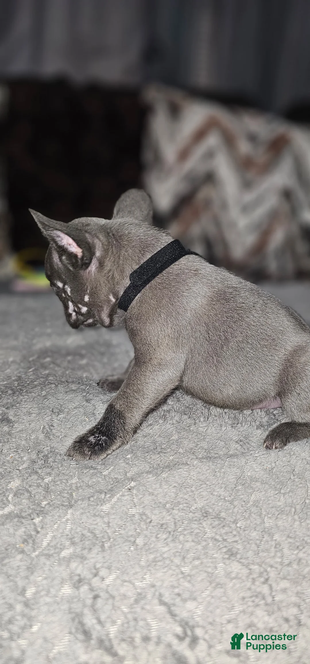 French Bulldog dogs for sale: French Bulldog 4 - Ad 1