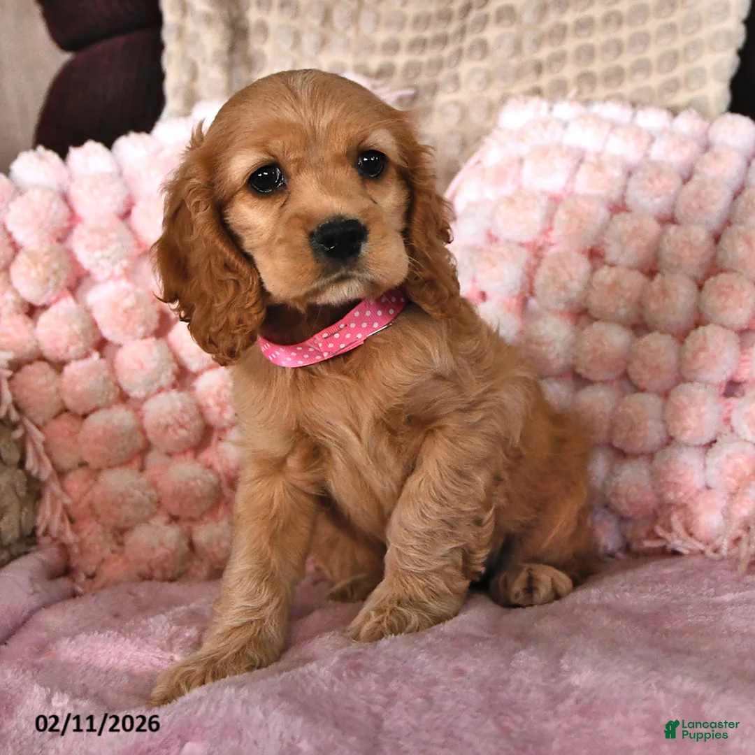 English Cocker Spaniel dogs for sale: Samantha Faye - Ad 4