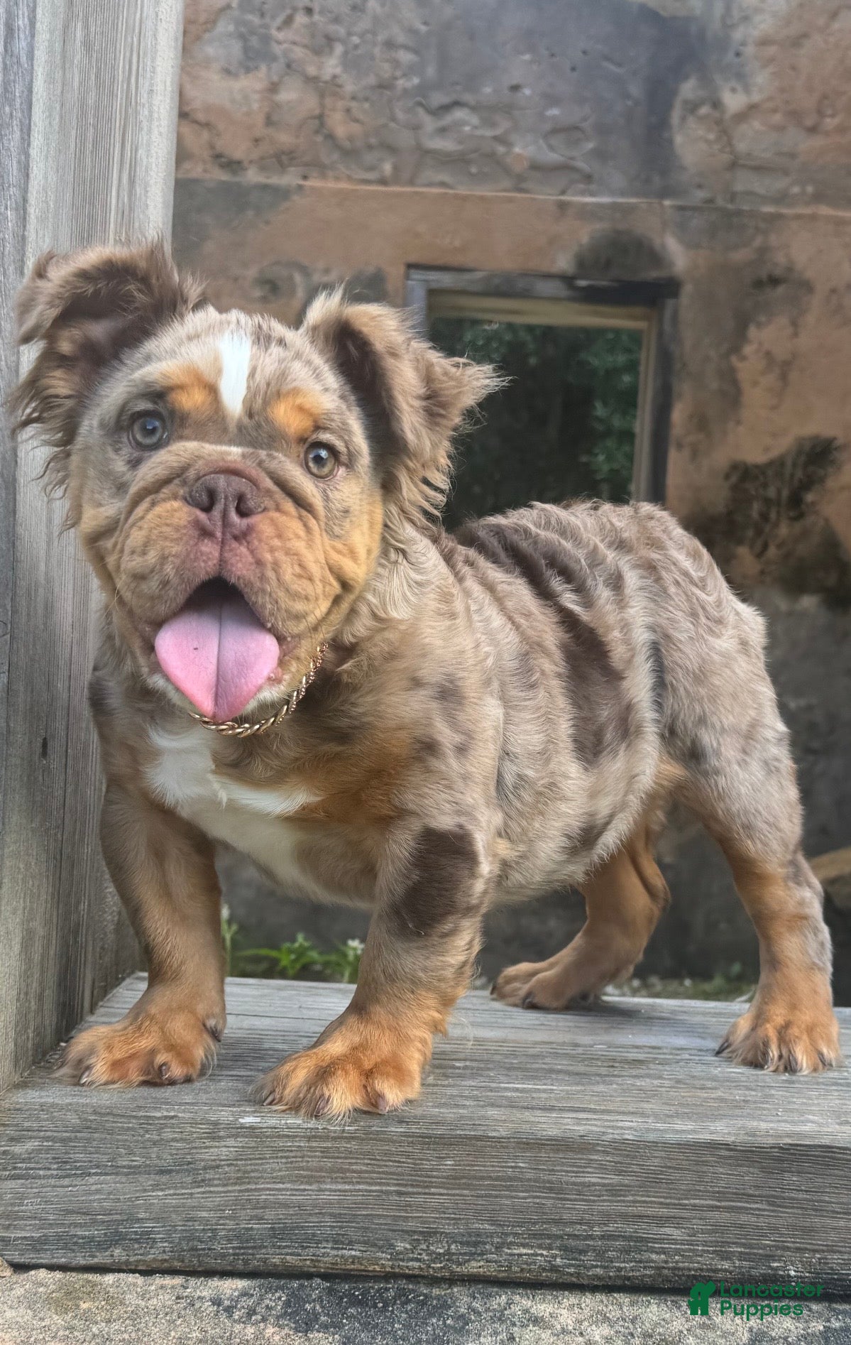 English Bulldog dogs Molly - Ad 23