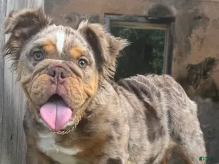 English Bulldog dogs Molly - Ad 23