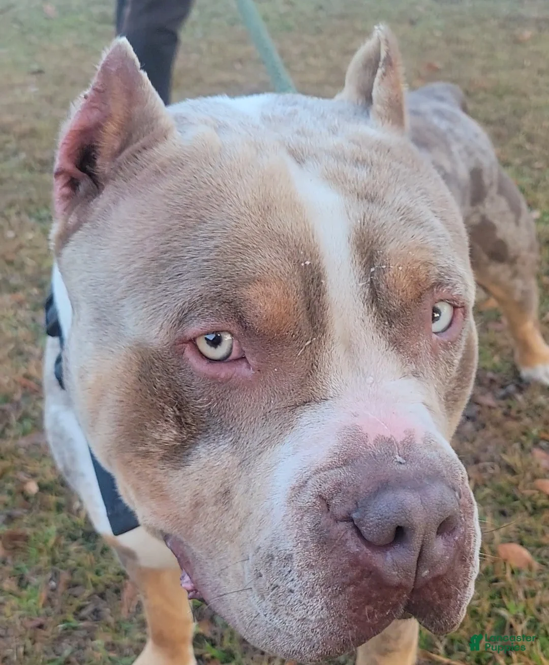 American Bully dogs for sale: GUY - Ad 11