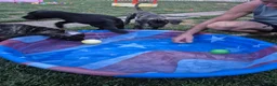 Great Dane dogs for sale: Fury - Ad 13