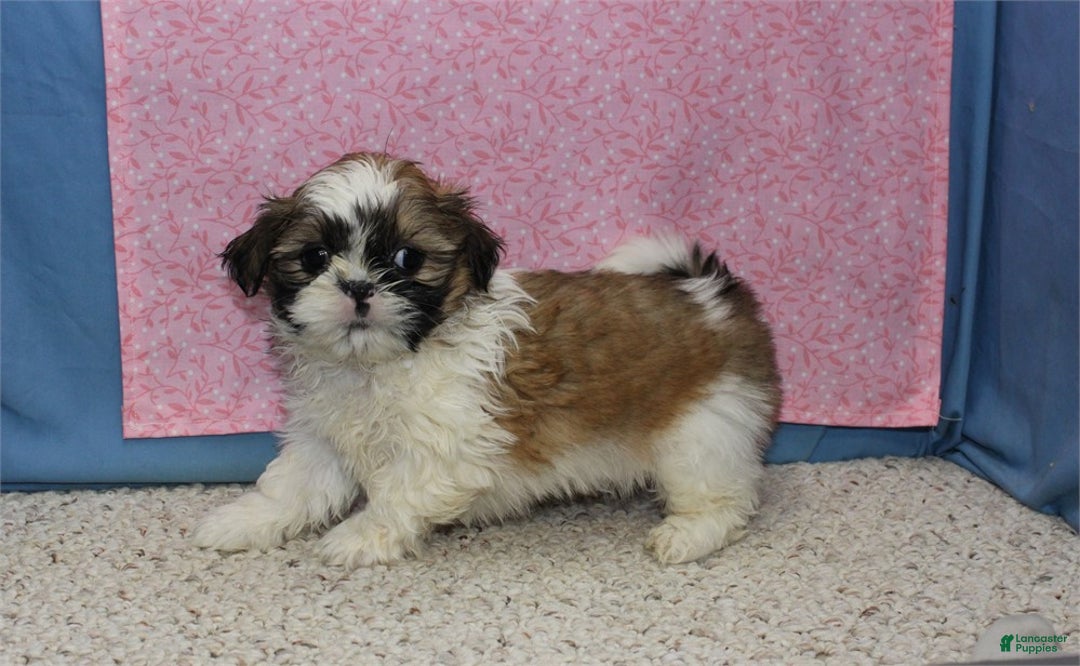 Shih Tzu dogs for sale: Jobelle - Ad 2