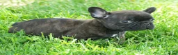 French Bulldog dogs for sale: Hitch - Ad 3