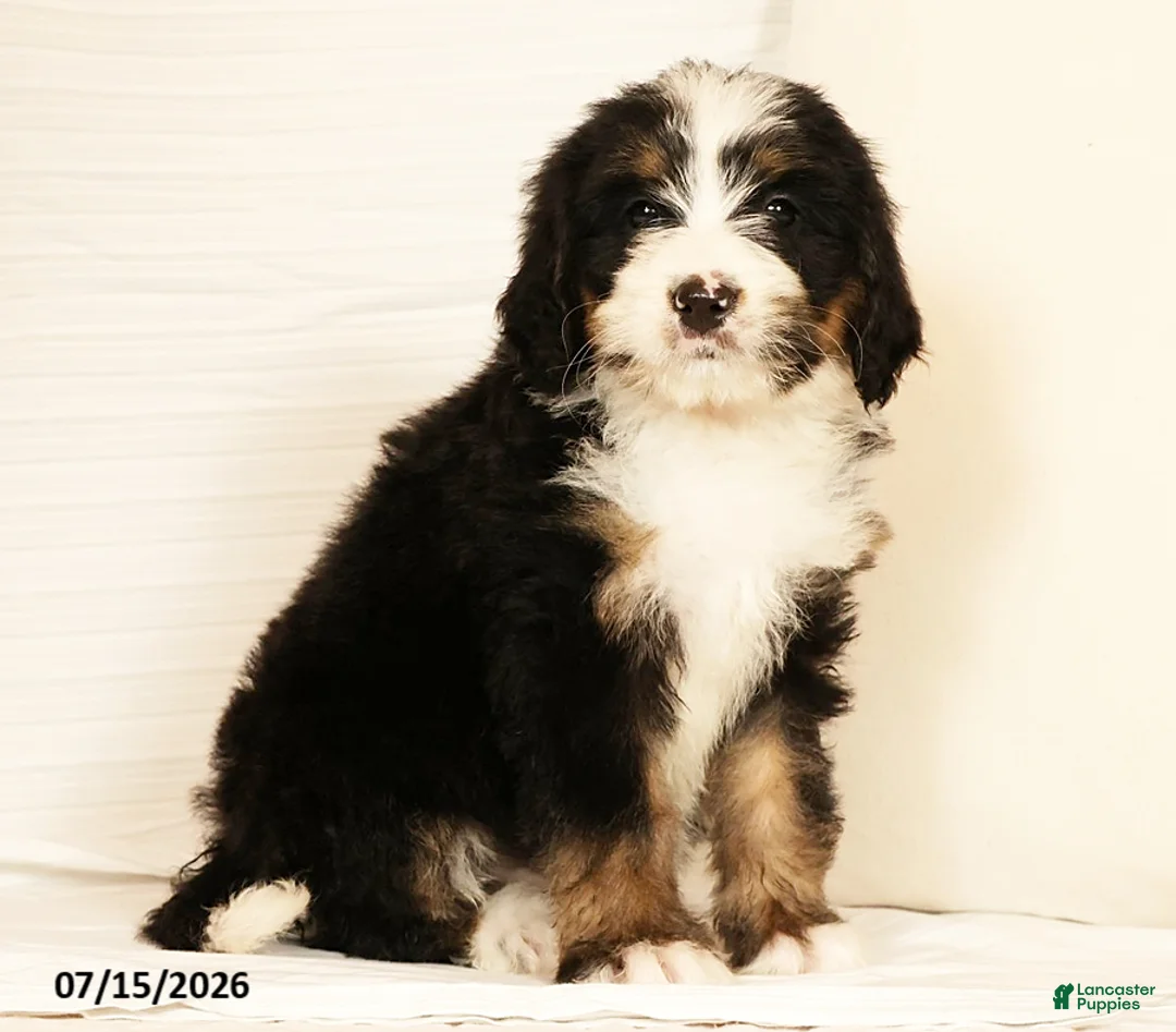 Bernedoodle dogs for sale: Dolly - Ad 9