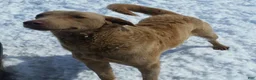 Chesapeake Bay Retriever dogs for sale: Chesapeake Bay Retriever 5 - Ad 4