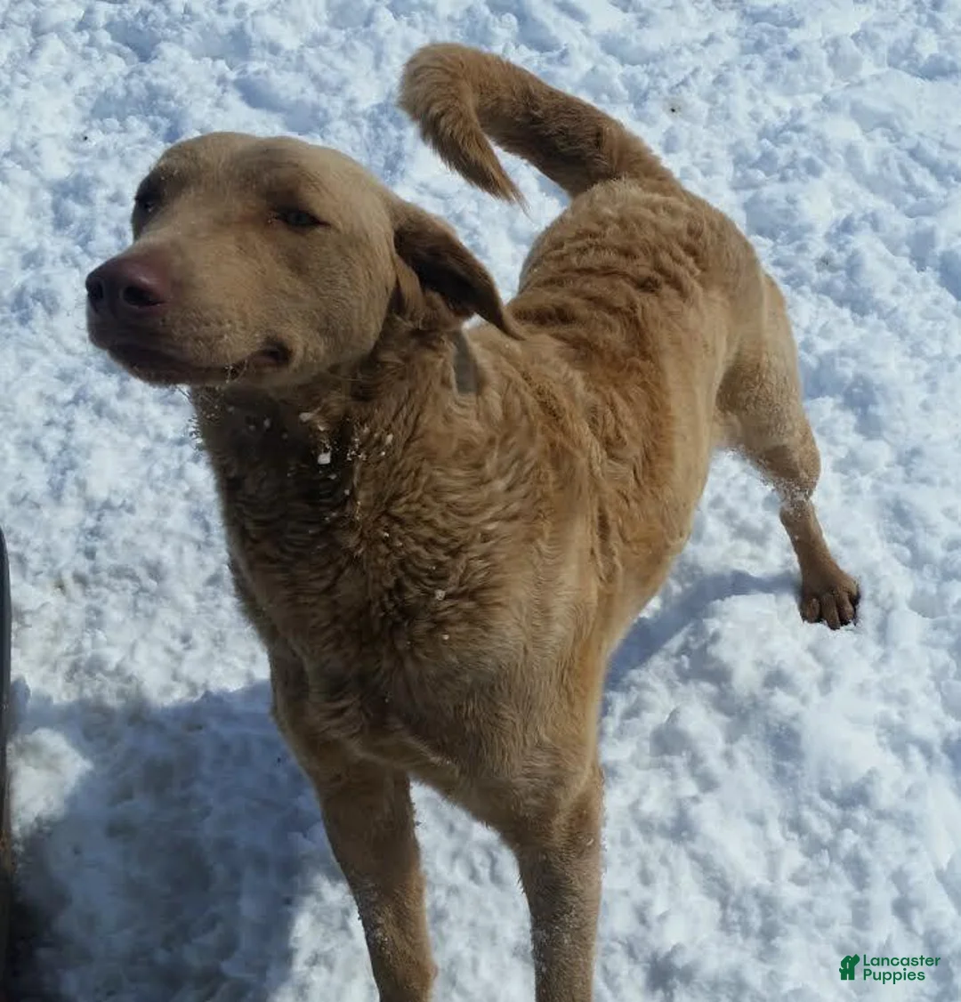 Chesapeake Bay Retriever dogs for sale: Chesapeake Bay Retriever 5 - Ad 4