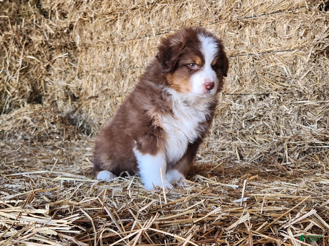 Mixed Breed dogs for sale: Kodiak - Ad 2