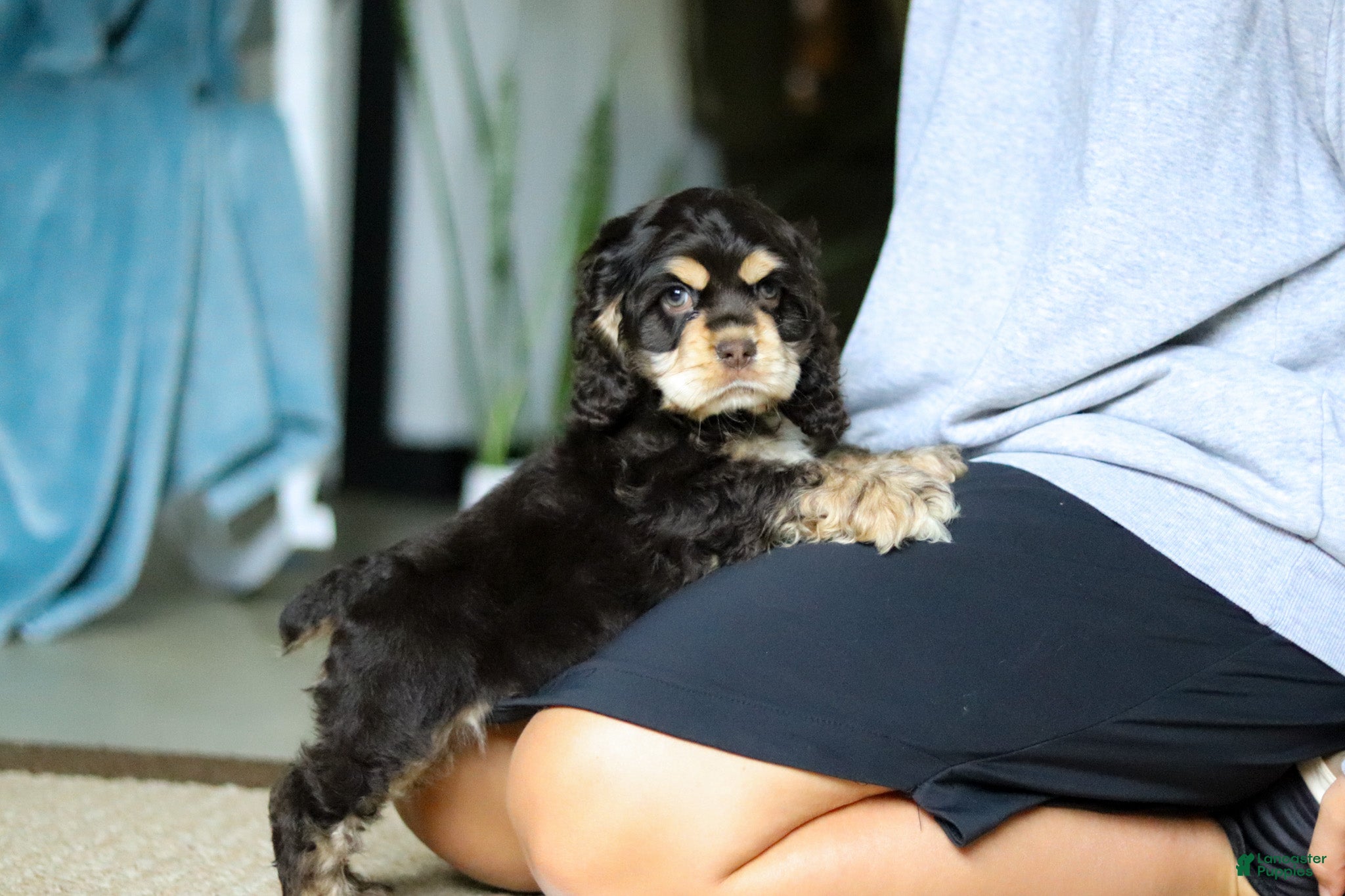 Cocker Spaniel dogs Coco - Ad 2