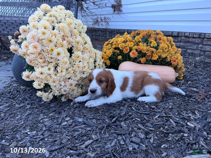 Welsh Springer Spaniel dogs for sale: Lassie - Ad 2