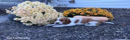 Welsh Springer Spaniel dogs for sale: Lassie - Ad 2